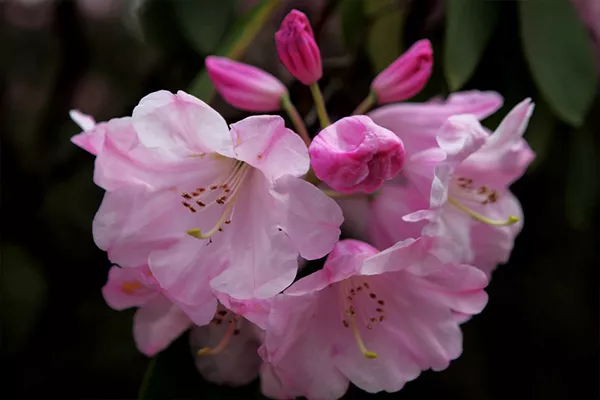 云霧山杜鵑花什么時(shí)候開(kāi) 2019年云霧山杜鵑花開(kāi)放時(shí)間(圖2)