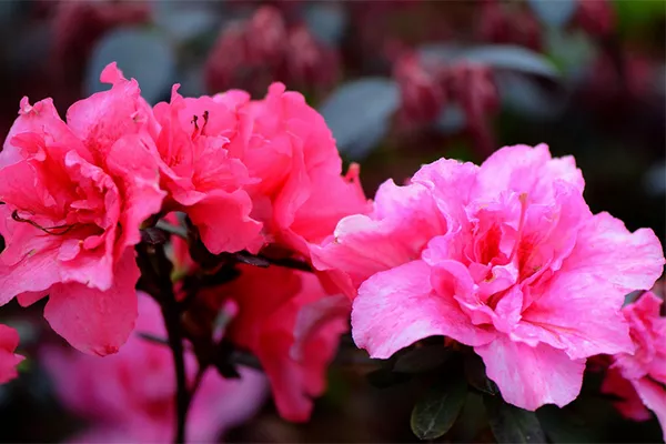 云霧山杜鵑花什么時(shí)候開(kāi) 2019年云霧山杜鵑花開(kāi)放時(shí)間(圖1)
