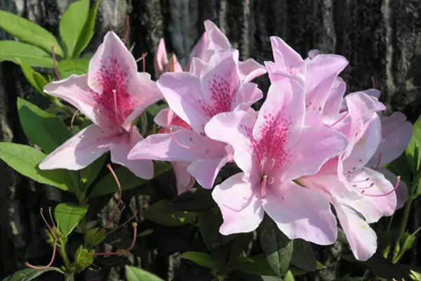 云霧山杜鵑花什么時(shí)候開(kāi) 2019年云霧山杜鵑花開(kāi)放時(shí)間(圖3)