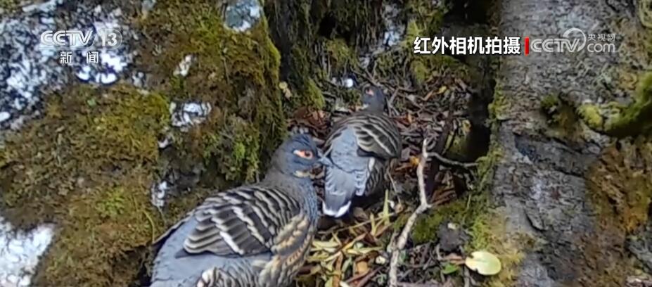 哈巴雪山監測到多種珍稀保護動物 生物多樣性保護成效明顯(圖2)