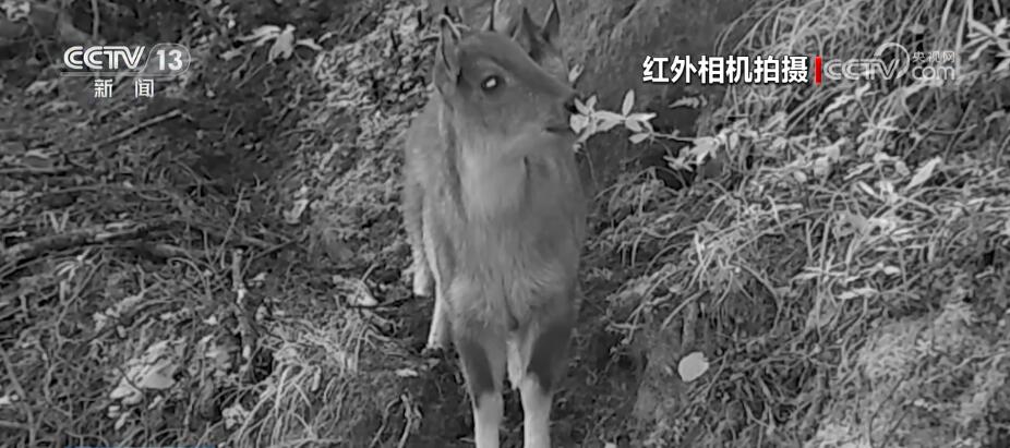 哈巴雪山監測到多種珍稀保護動物 生物多樣性保護成效明顯(圖1)