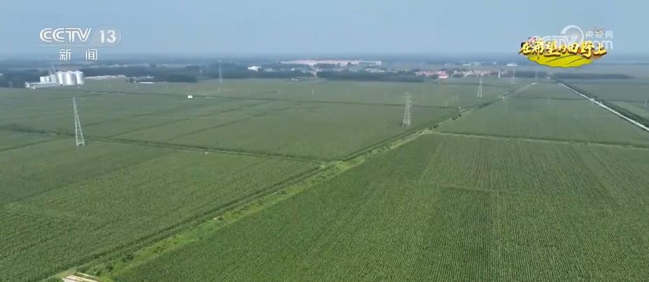 “濟麥”“齊黃”“登海”等優質品種多次刷新全國高產紀錄(圖1)