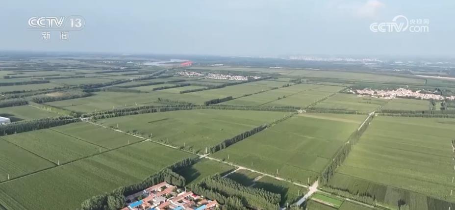 “濟麥”“齊黃”“登海”等優質品種多次刷新全國高產紀錄(圖5)
