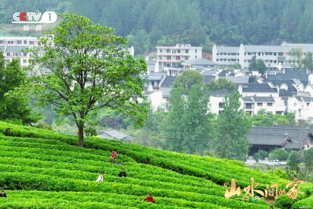 《山水間的家》：千年家風助鄉村振興，“老家真好”悟濃濃鄉愁(圖3)