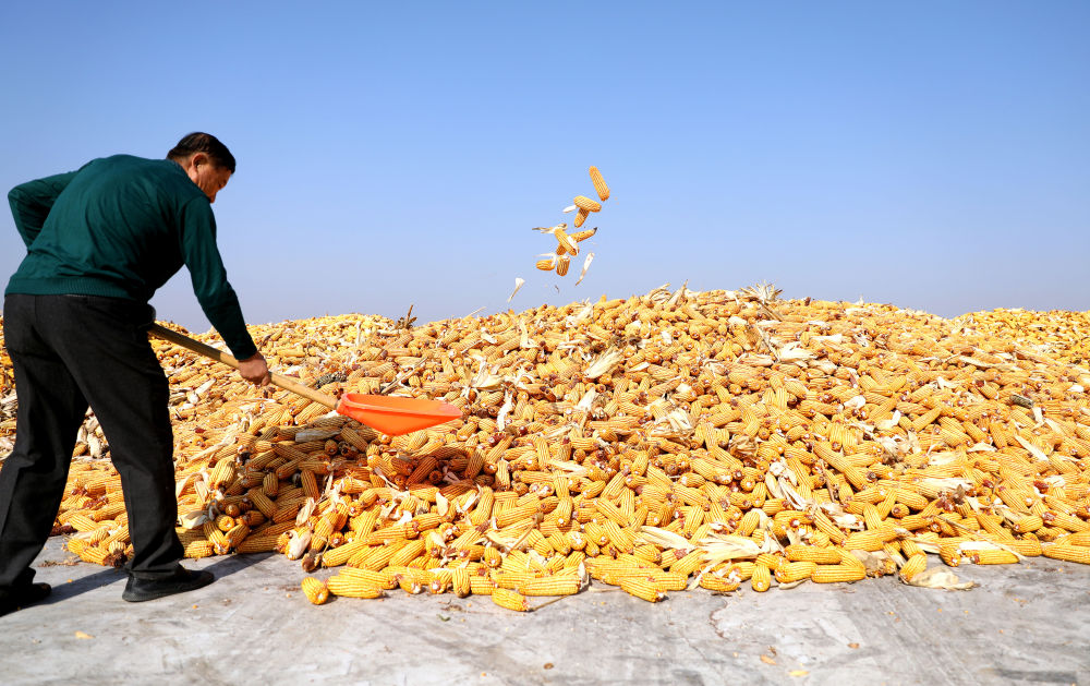 關注秋收｜力保收成　科技助力――我國東北糧食主產區秋收見聞(圖3)