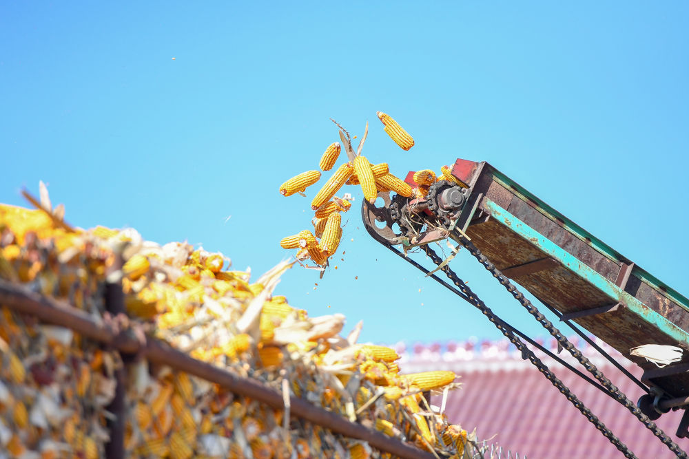 關注秋收｜力保收成　科技助力――我國東北糧食主產區秋收見聞(圖2)