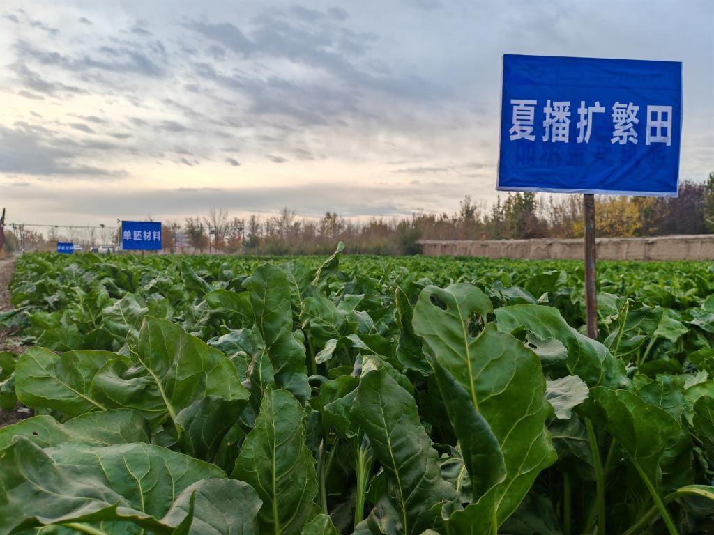 我國甜菜種子丸粒化加工技術取得重要突破(圖1)