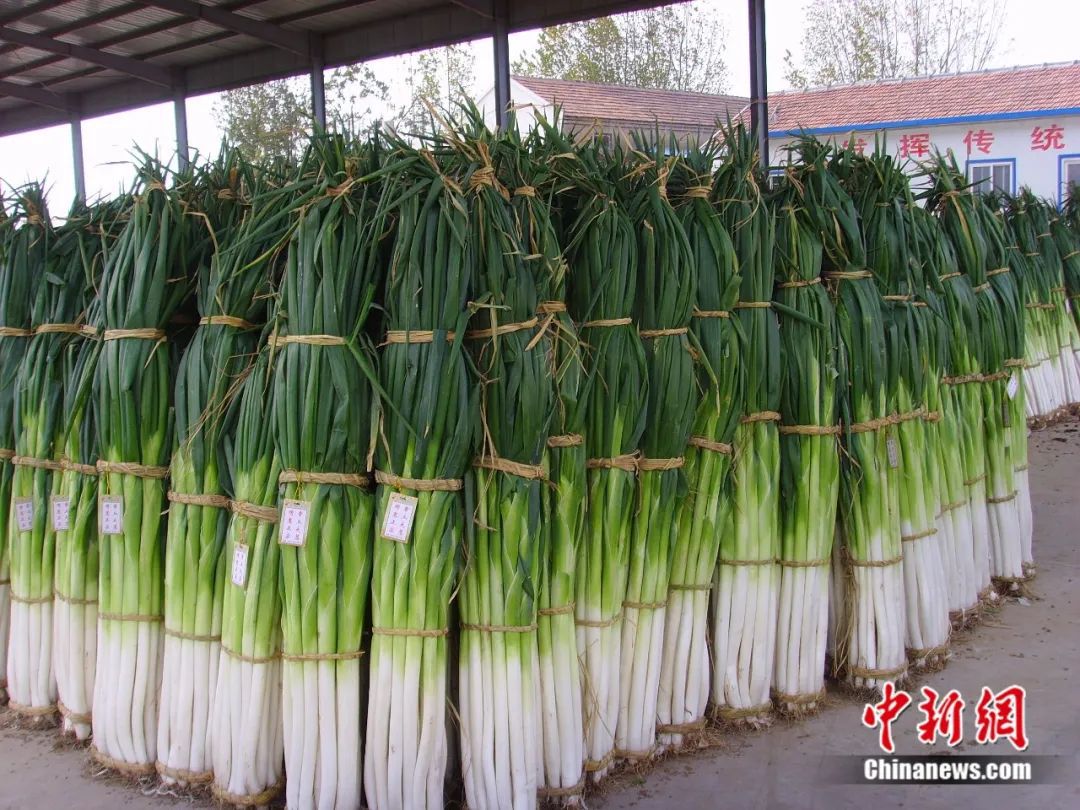 比姚明高一頭！這里的大蔥靠什么猛“長個”？