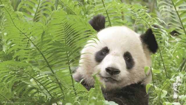 《我們的國家公園》：用鏡頭尋找人與自然的“焊點”(圖2)