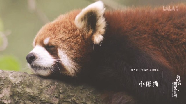 《我們的國家公園》：用鏡頭尋找人與自然的“焊點”(圖3)