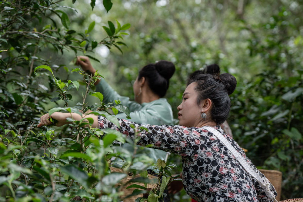 飛閱中國｜瞰茶馬古道 品千年茶香(圖11)