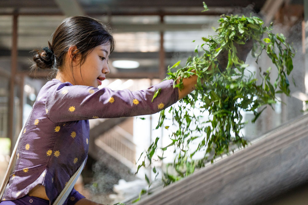 飛閱中國｜瞰茶馬古道 品千年茶香(圖12)
