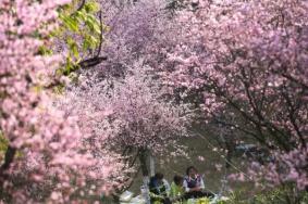 2024春節期間重慶賞花有哪些地方