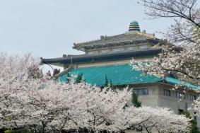 武漢櫻花什么時(shí)候開 武大櫻花2024年什么時(shí)候開放