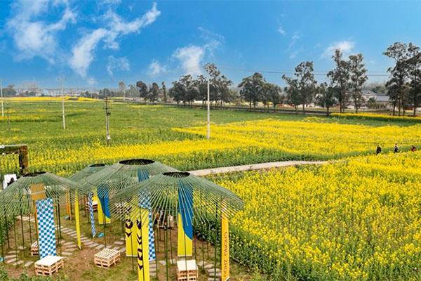 天府農業博覽園油菜花最佳觀賞時間2024