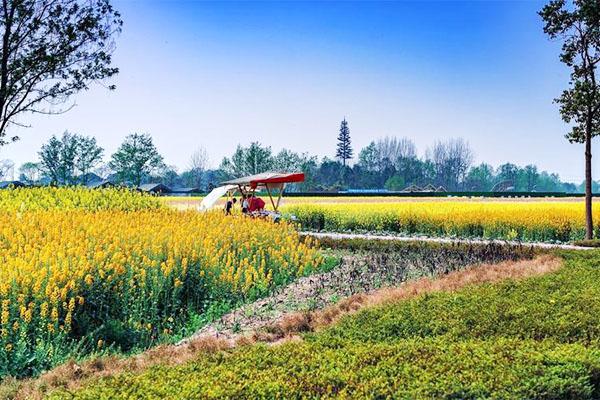 天府農業博覽園油菜花最佳觀賞時間2024