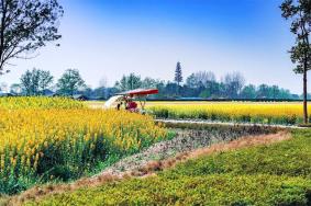 天府農業博覽園油菜花最佳觀賞時間2024