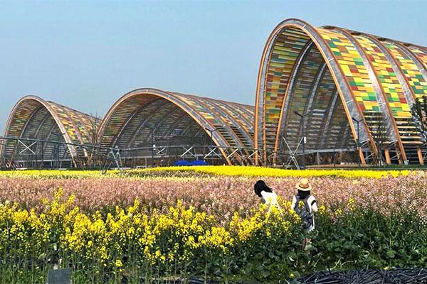 天府農業博覽園油菜花最佳觀賞時間2024