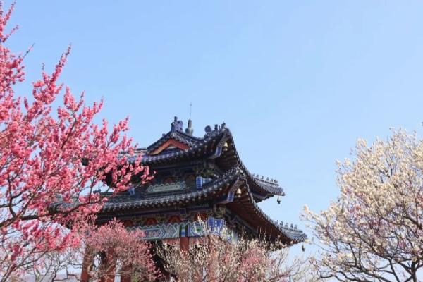 南京梅花節2024是什么時候開始