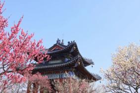 南京梅花節2024是什么時候開始