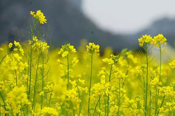 南寧油菜花景點在哪里