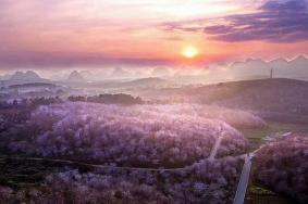 貴州平壩櫻花觀賞指南2024 附最佳觀賞時間及賞櫻路線