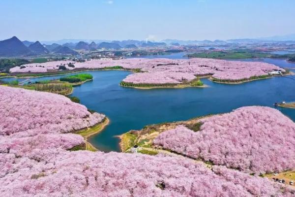貴州平壩櫻花2024開放時間 平壩櫻花在哪里