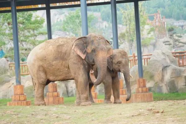 2024徐州九頂山野生動物園門票優惠政策