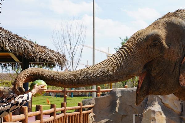 2024徐州九頂山野生動物園門票優惠政策