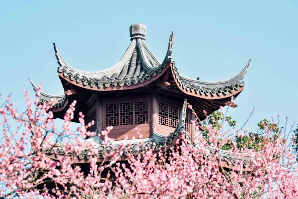 南京梅花節賞梅景點