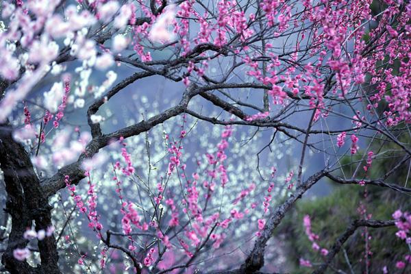 南京梅花節賞梅景點