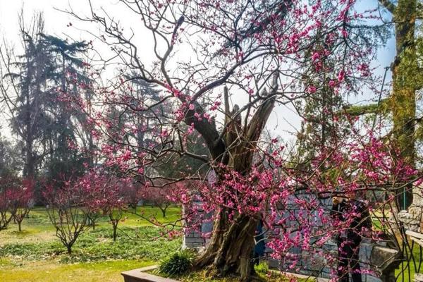 南京梅花節賞梅景點