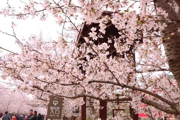鎮江櫻花在哪里