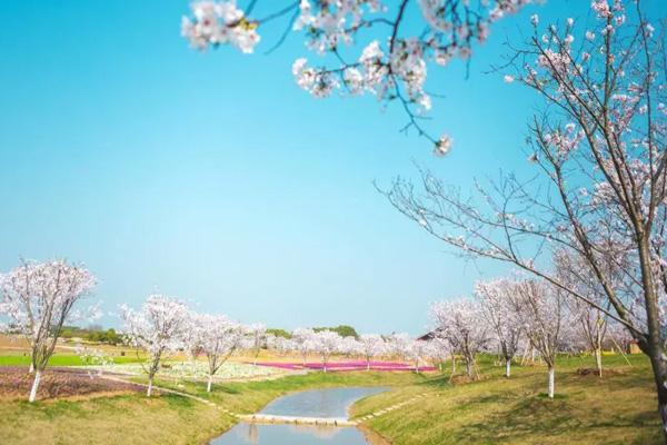 鎮江櫻花在哪里