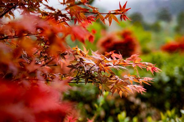 2024嶺南紅葉世界門票優惠政策