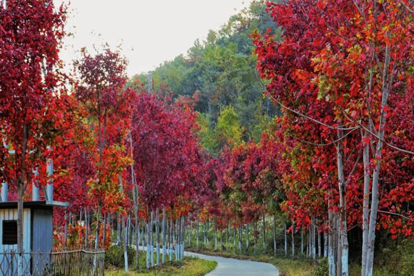 2024嶺南紅葉世界門票優惠政策