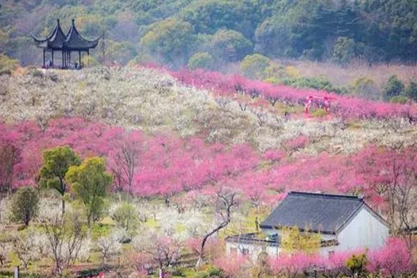 2024張家港香山梅花節開放時間