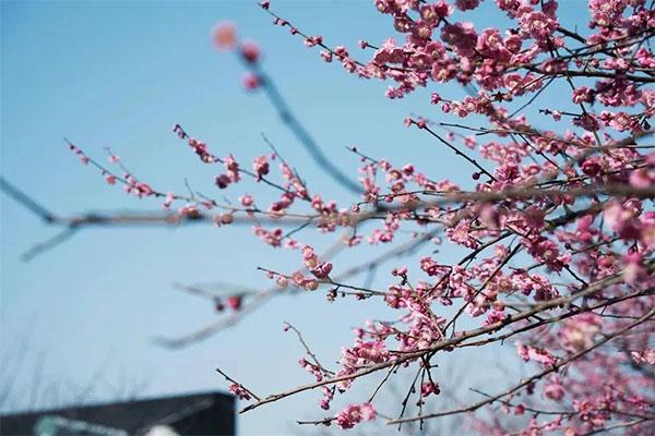 2024超山梅花節時間+門票+攻略