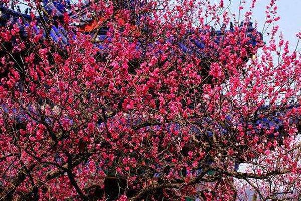 2024南京梅花山梅花什么時候開 附最佳觀賞時間