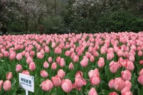 2024杭州太子灣公園郁金香開(kāi)花時(shí)間