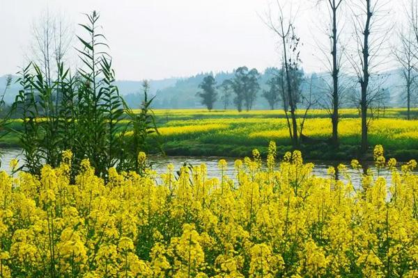 潼南油菜花景區門票優惠政策