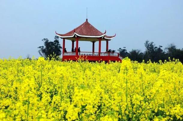 2024年重慶潼南菜花節什么時候舉行 時間-地點-門票