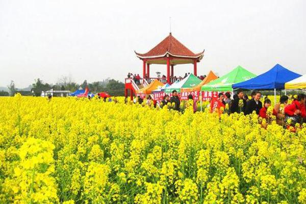 2024重慶潼南油菜花節門票+時間+地點+攻略