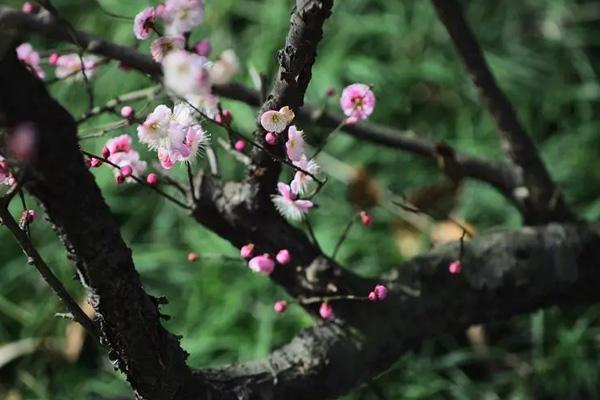 鎮江哪里觀梅花