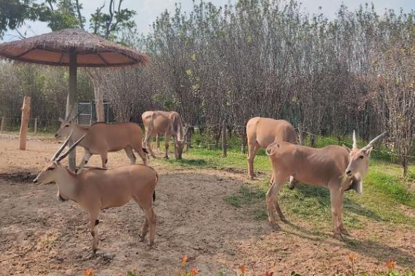 周口野生動物世界門票優惠政策