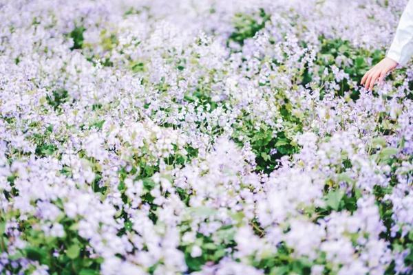 2024年武漢花博匯春季有哪些花看？附花期時間