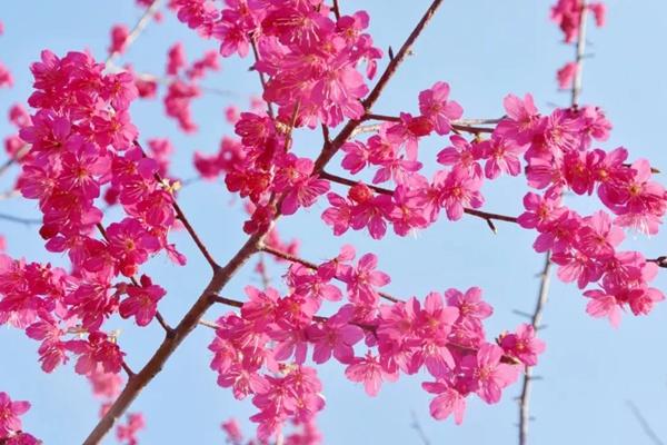 2024年武漢花博匯春季有哪些花看？附花期時間