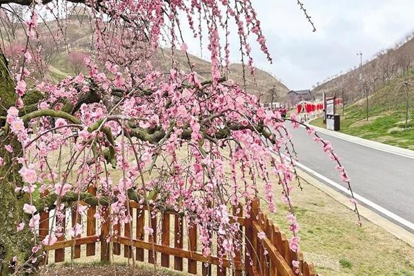 2024貴州梅園門票優惠政策