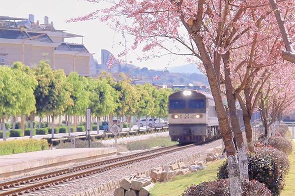 開遠觀光小火車門票優惠政策2024