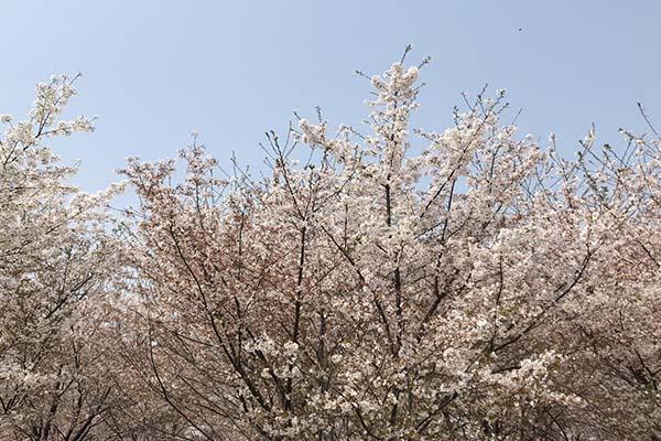 長沙櫻花什么時候開放 長沙賞櫻花的地方2024